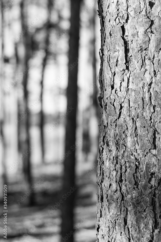 Fototapeta premium black and white tree in forrest 