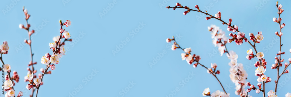 Spring banner. Spring flowers on a blue background. Blossoming Apricot Branches. Copy space. Spring banner. Spring flowers on a blue background. Blossoming Apricot Branches. Copy space.