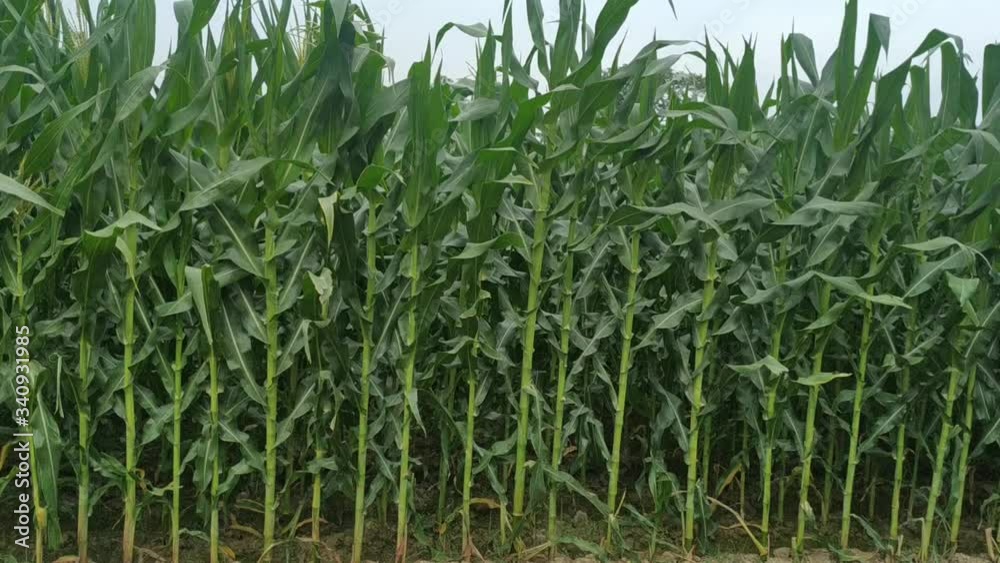 Rain falling on corn crop at form after severe summer drought natural. Nepal Rain falling on corn crop at form after severe summer drought natural. Nepal