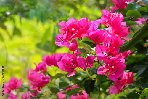 Pink bougainvillea flowers in a tropical location