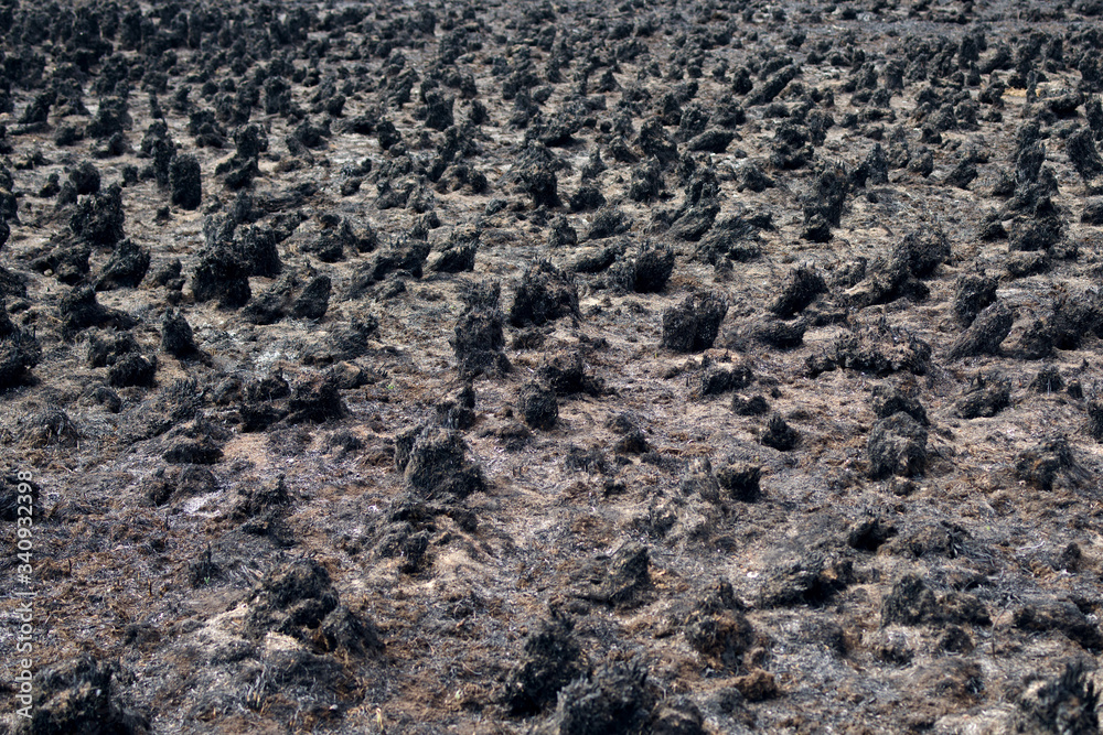 Black charred scorched field. Dry grass in the spring after a fire Black charred scorched field. Dry grass in the spring after a fire
