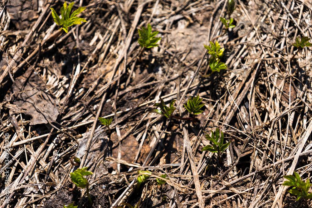 fresh shoots make their way through dry leaves fresh shoots make their way through dry leaves