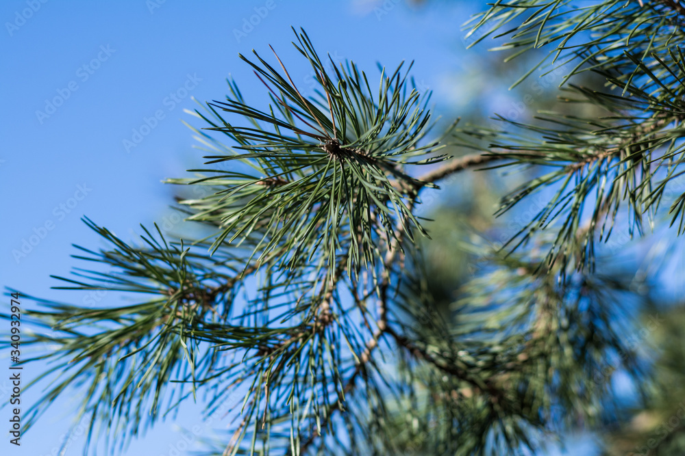 pine branches against blue sky pine branches against blue sky