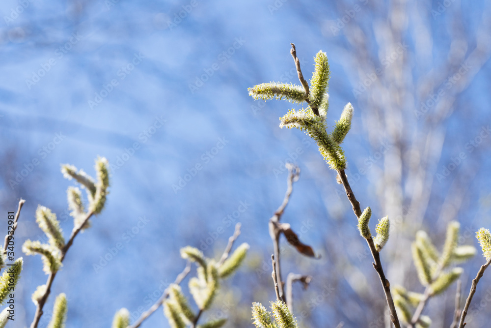 Fototapeta premium Green young buds of trees in a beautiful style on a blue background.