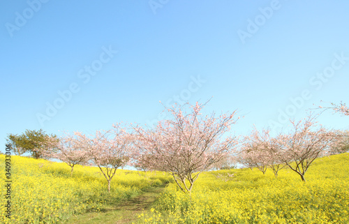 菜の花と桜　栃木県益子町　小宅古墳群 © keke1245