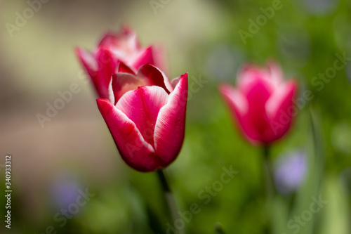 Tulpe