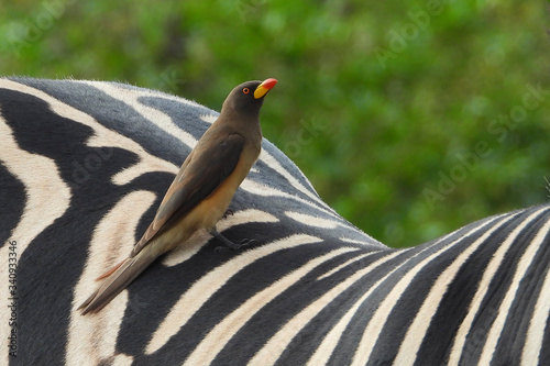 Yellow billed ox pecker on a zebra.