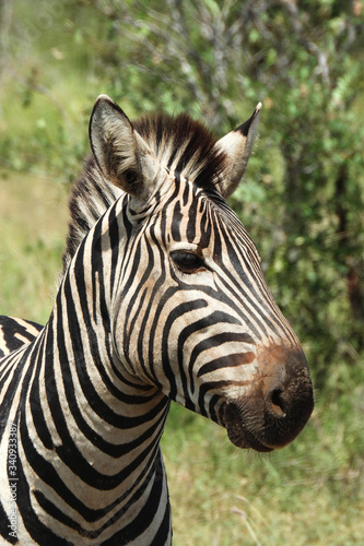 First plane scene of an beautiful zebra.