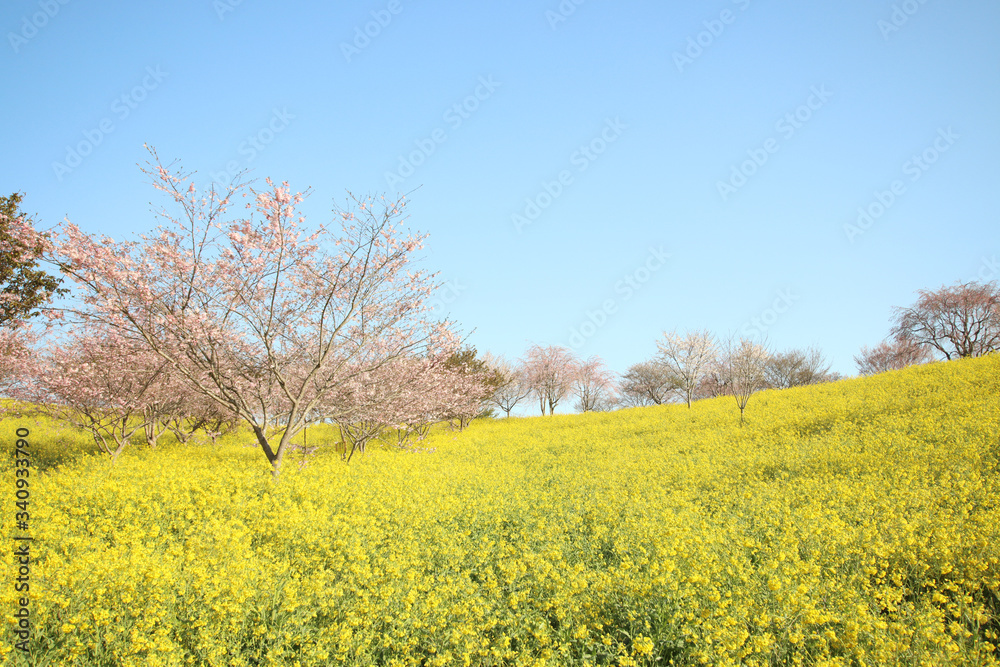 菜の花と桜　栃木県益子町　小宅古墳群