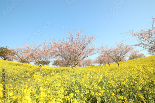 菜の花と桜　栃木県益子町　小宅古墳群 © keke1245