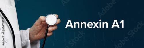 Annexin A1. Doctor in smock holds stethoscope. The word Annexin A1 is next to it. Symbol of medicine, illness, health photo