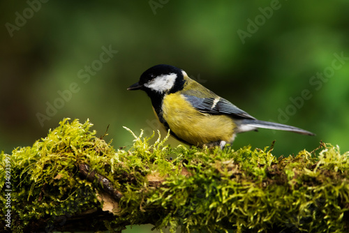 Great Tit in his environment. Her Latin name is Parus major.