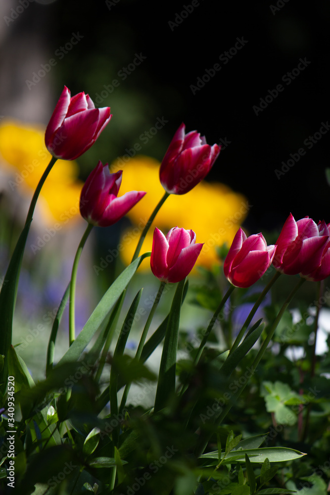 Tulpe Tulpe