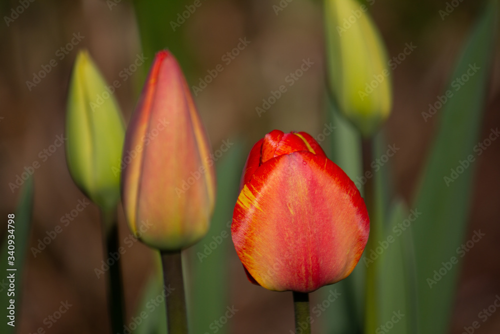 Naklejka premium Tulpenknospen