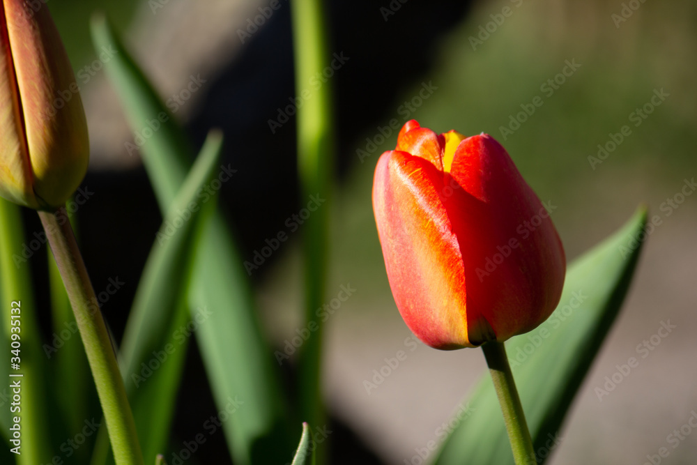 Naklejka premium Tulpe