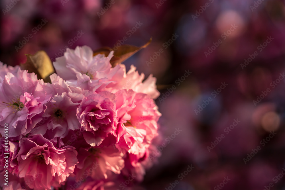 Beautiful pink cherry tree blossoms in spring Beautiful pink cherry tree blossoms in spring