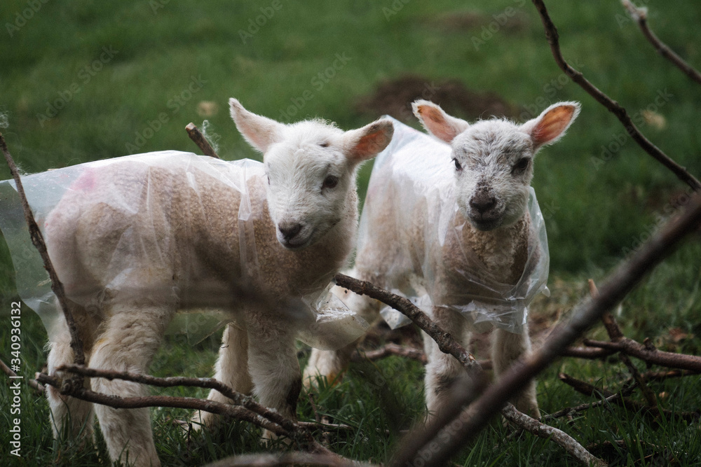 Obraz premium Two cute lambs