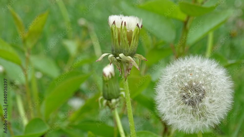 Fototapeta premium dandelions in the grass