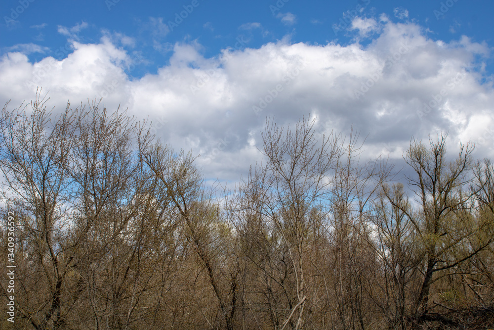 Spring landscape of a young green forest with bright blue sky. Spring landscape of a young green forest with bright blue sky.