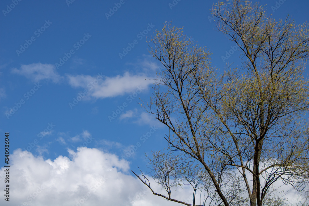 Spring landscape of a young green forest with bright blue sky. Spring landscape of a young green forest with bright blue sky.
