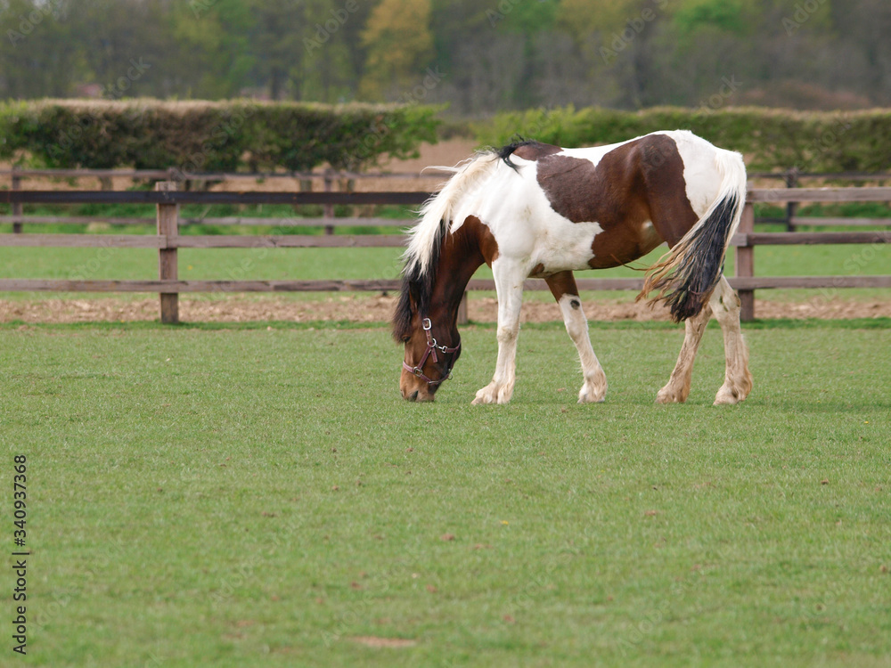 Horse in Summer Paddock Horse in Summer Paddock