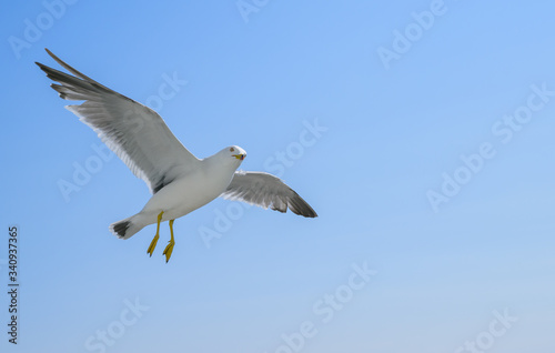 Flying seagull over blue sky.