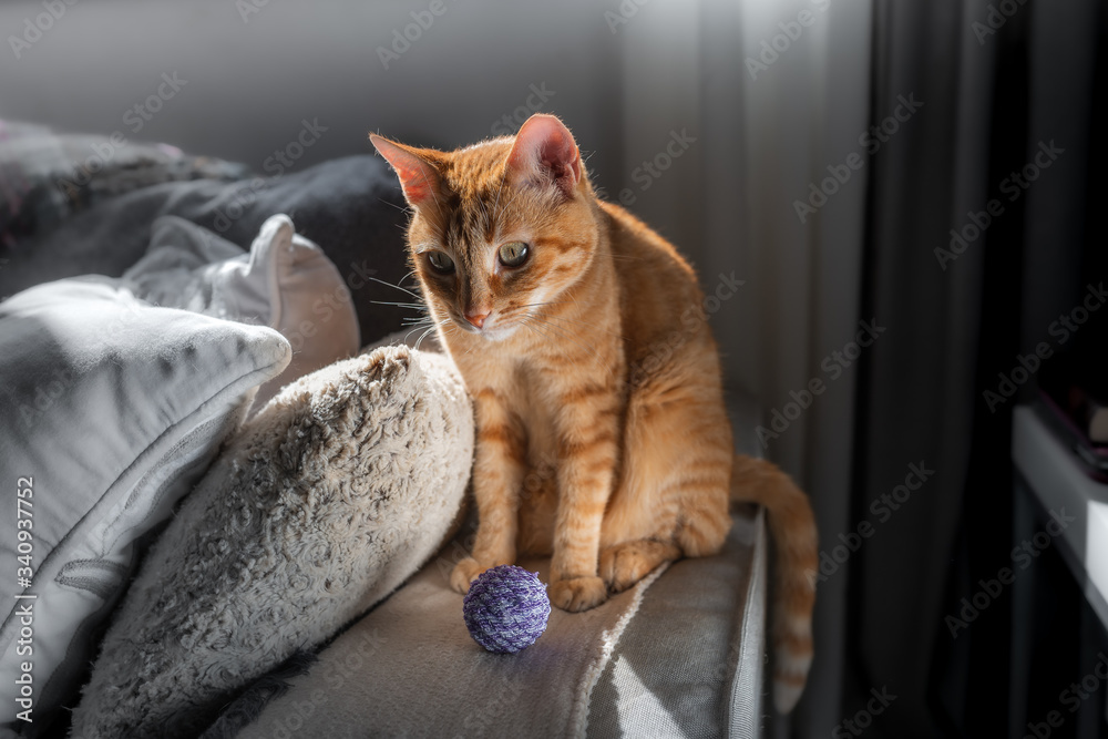 gato atigrado sentado en los reposabrazos de un sofá bajo la ventana, juega con una pelota