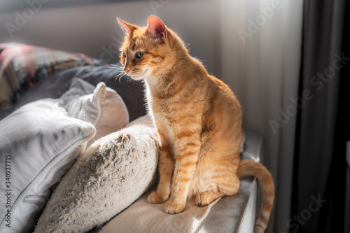 gato atigrado sentado en los reposabrazos de un sofá bajo la ventana, mira hacia la derecha