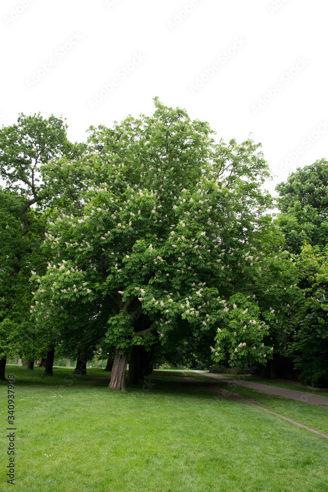 medium size horse chestnut tree in flower in a parkland setting