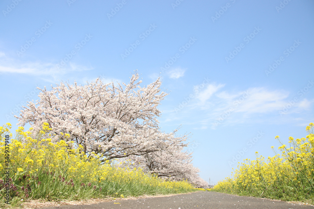菜の花と桜　栃木県真岡市　五行川河川敷