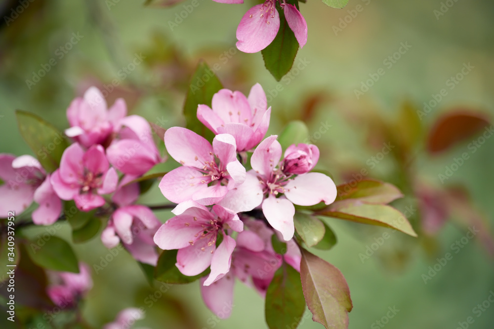 Pink flowers of an apple tree tree. Close-up. Spring blooms of apple trees in the garden. Pink flowers of an apple tree tree. Close-up. Spring blooms of apple trees in the garden.