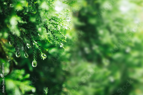 Quadro em tela Green pine leaves with water drops background