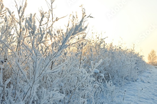 grass in the snow