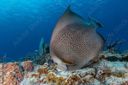 Angel fish in the Cozumel marine park photo