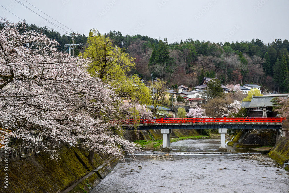 Traditional japanese red wooden bridge and spring cherry blossoms in Japan