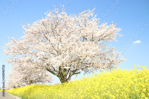 菜の花と桜　栃木県真岡市　五行川河川敷 © keke1245