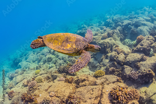 Green sea turtle swimming above tropical coral reef in clear blue ocean