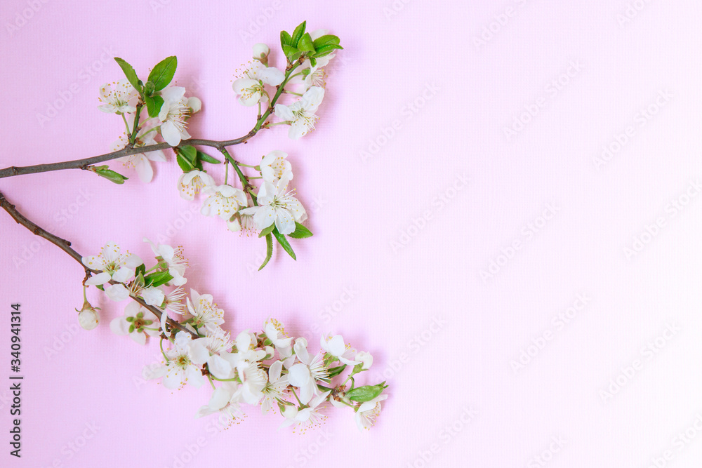 Branch with white flowers on a pink background, space for text. Floral, spring background. Template, frame. Easter.Flat lay.