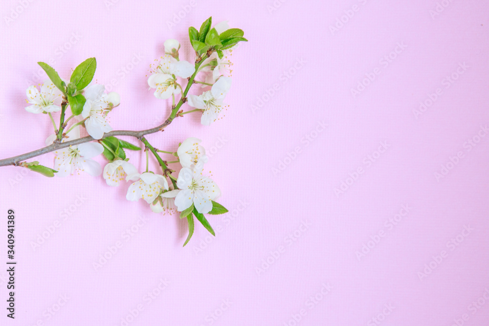 Branch with white flowers on a pink background, space for text. Floral, spring background. Template, frame. Easter.Flat lay.