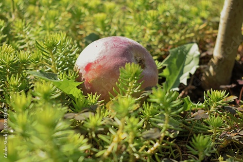 red apple in the grass
