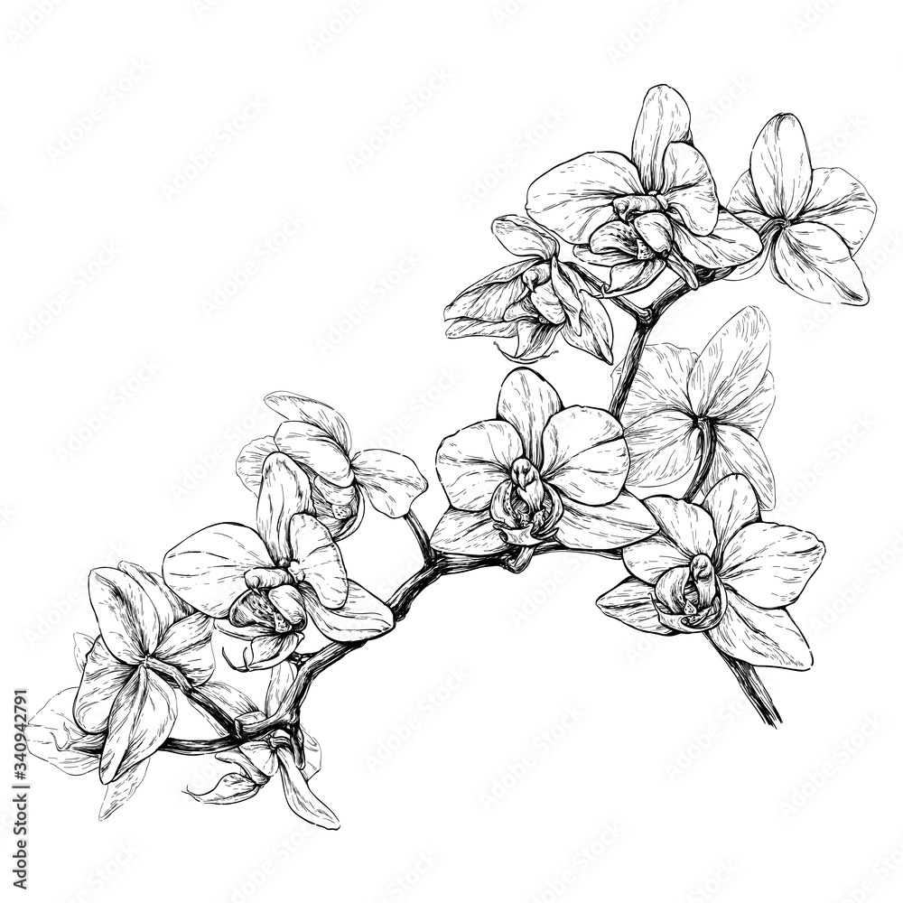Hand drawn phalaenopsis orchid branch. Black and white vector illustration isolated on white