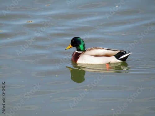 The male duck swims lightly on the river during a beautiful spring day