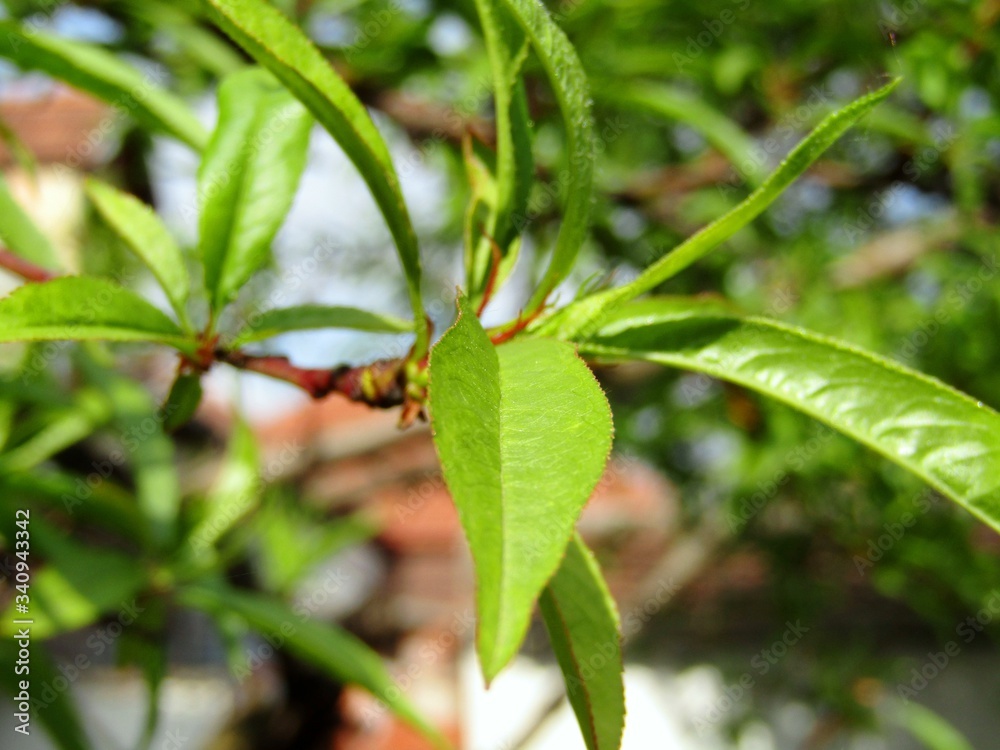 Young leaves of peach tree in orchard during spring season Young leaves of peach tree in orchard during spring season