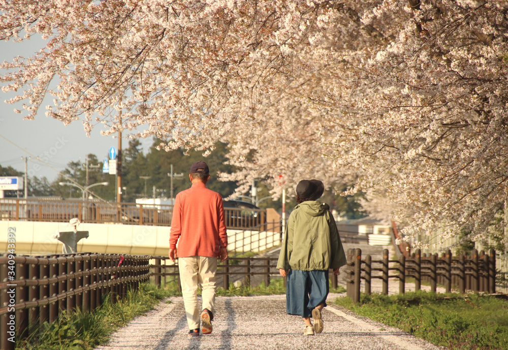 桜の下を散歩する夫婦　栃木県真岡市　五行川沿い