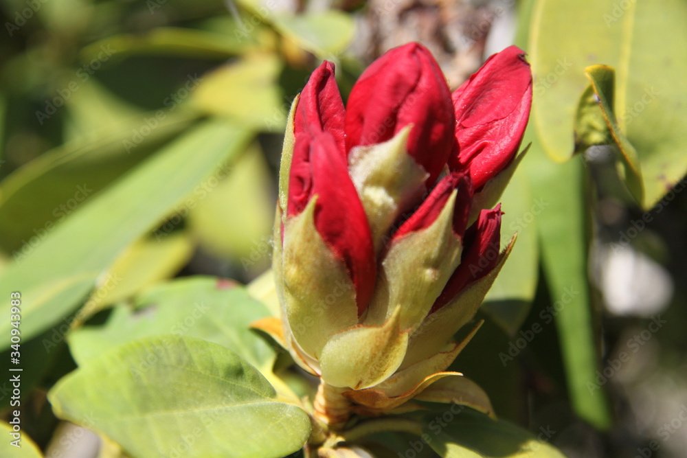 Red Rhododendron flower bud close up