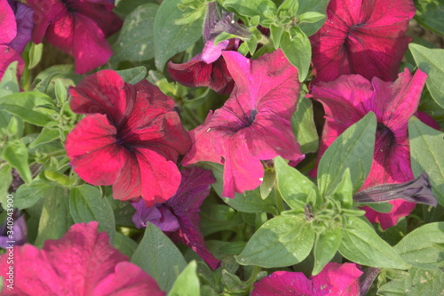 Close up of  beautiful pink color petunia flowers growing in garden  selective focusing