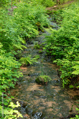 Stream flows between ferns and reeds through a forest