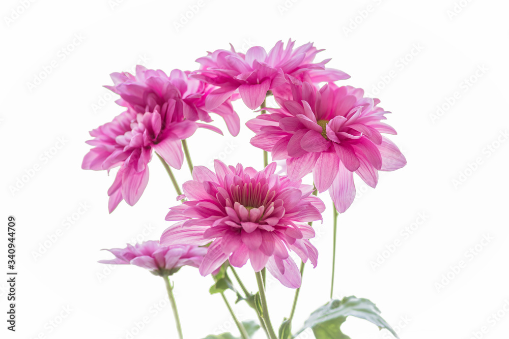 Bouquet of delicate pink chrysanthemums on a white background close up