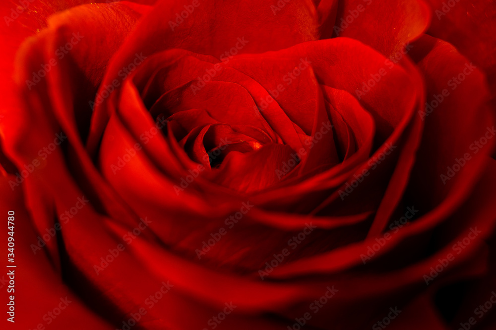 Rosa rossa Rosa rossa