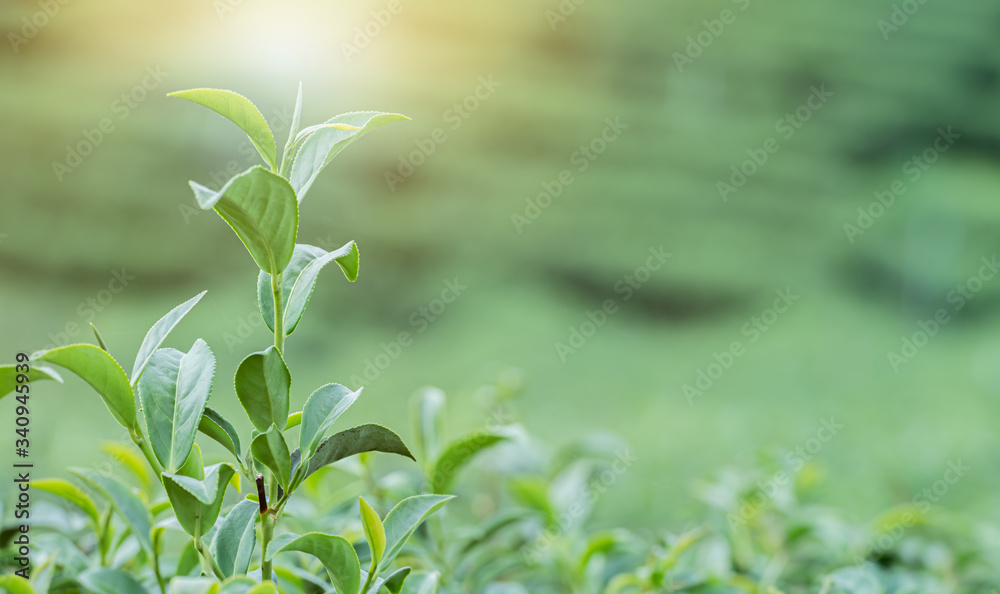 Green leaves tea plantation with copy space. Green leaves tea plantation with copy space.